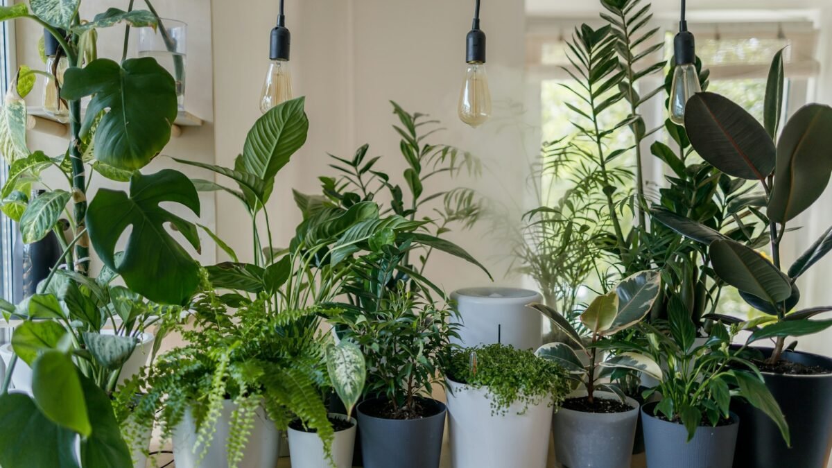 Plantas para Apartamento Sem Sol Direto: 8 Espécies Fáceis de Cuidar