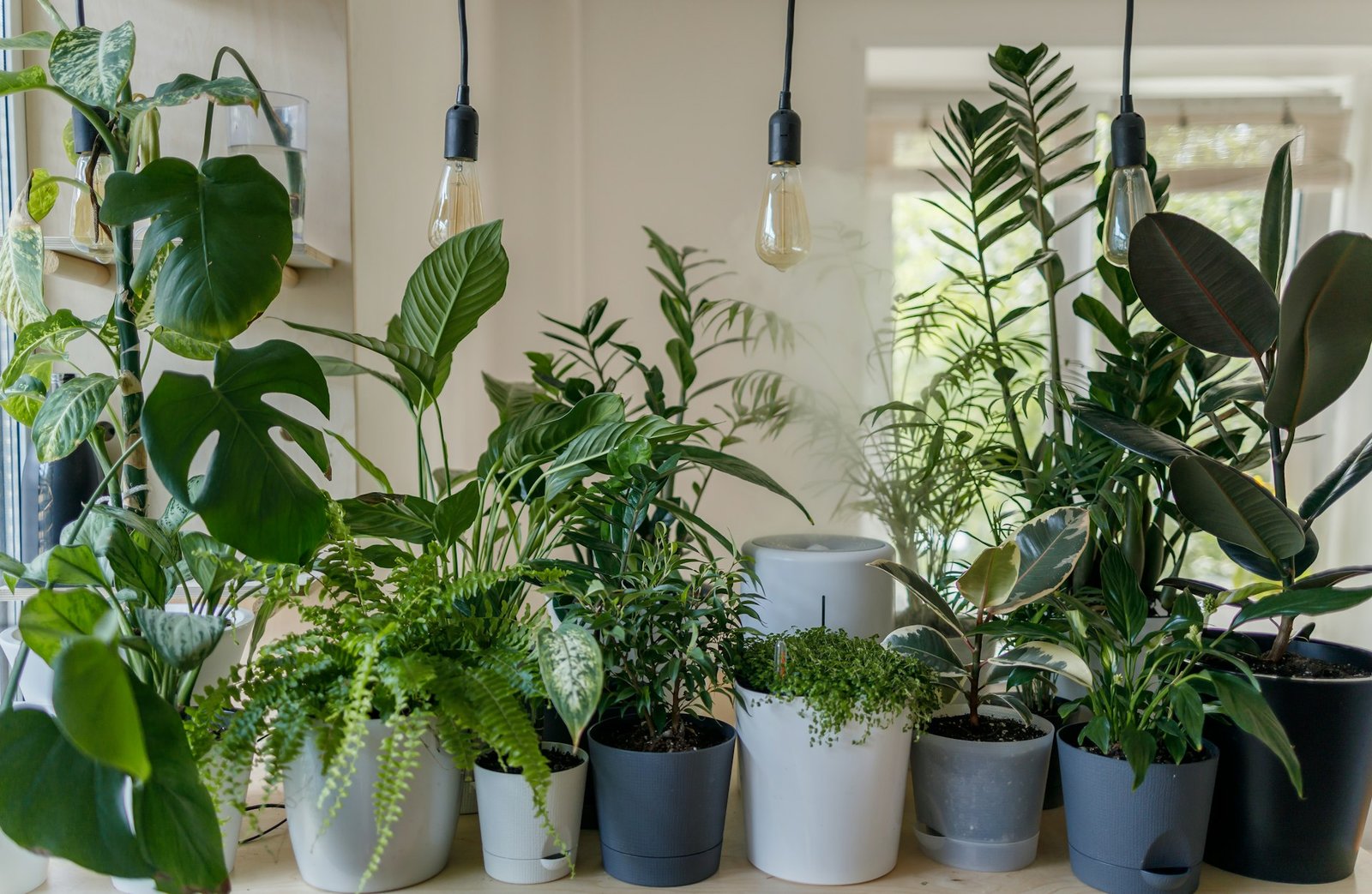 Plantas para Apartamento Sem Sol Direto: 8 Espécies Fáceis de Cuidar