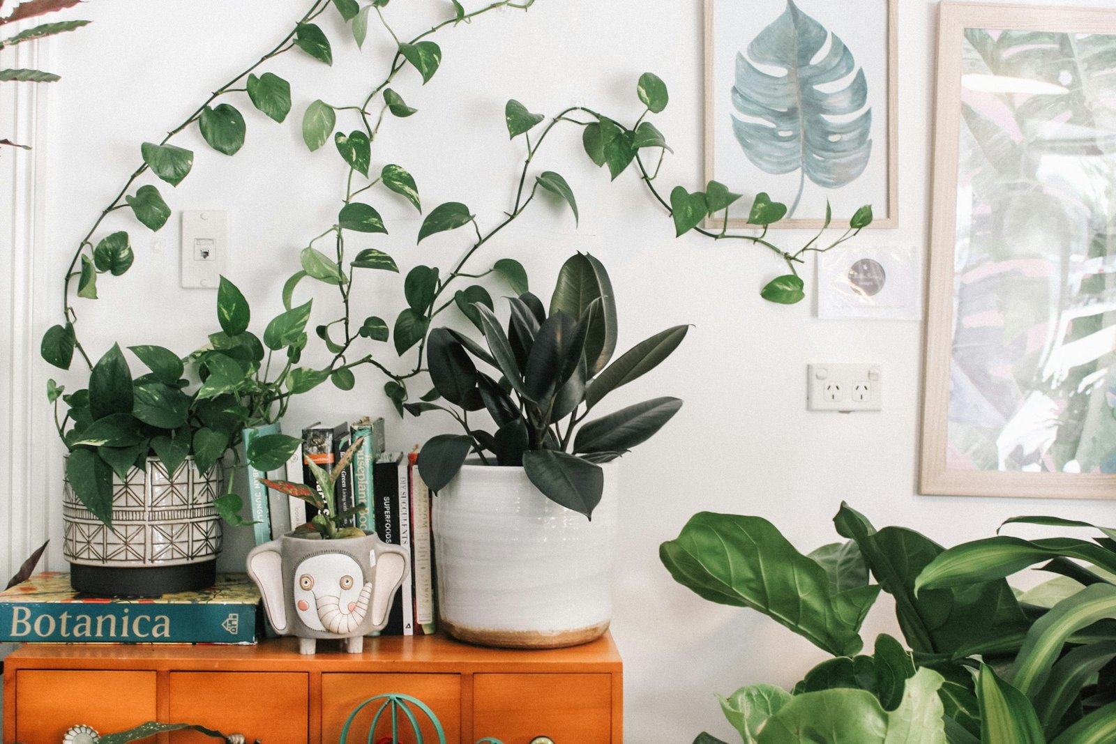 Plantas para Apartamento Sem Sol Direto: 8 Espécies Fáceis de Cuidar